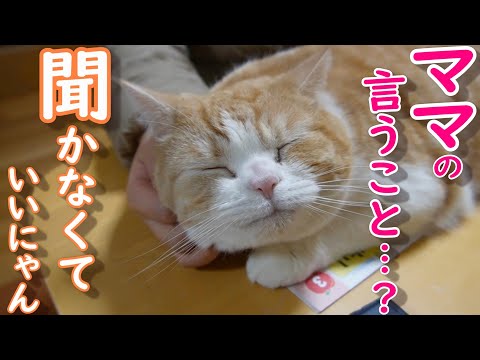 次女が大好きな猫はママの言うことは聞かなくていいと思っています【スコティッシュフォールド】【アビシニアン】