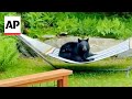 WATCH: Bear spotted relaxing on a hammock in Vermont