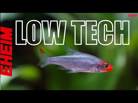 Low Tech Planted Aquarium – Small Aquascape Inspiration | Nature Aquarium ideas