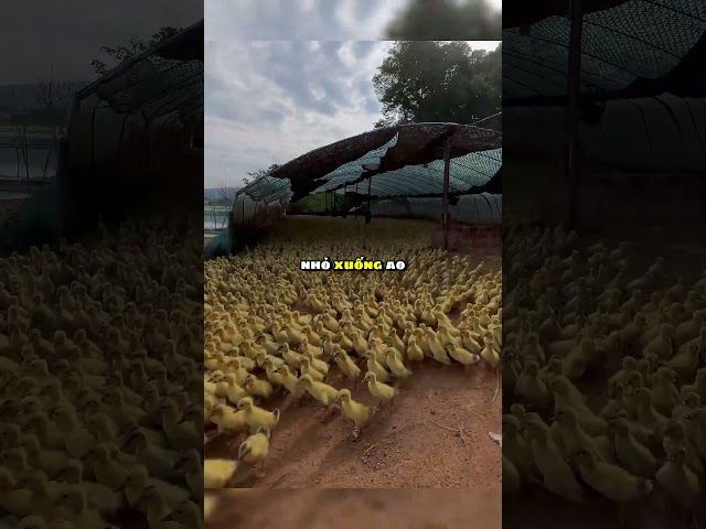 Những con vịt con dễ thương 🦆