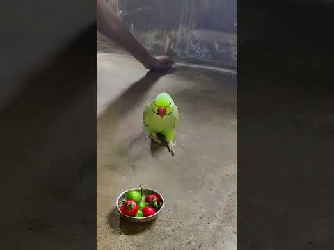 beautiful 😍 talking parrot mithu 💚🦜 #petbird #funny #talkingparot #nonstoptalkingparrot #shotsfeed