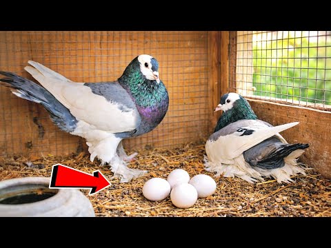 بتابع الحمام لقيت مفاجئات كتير😯شوف لقيت ايه😯😯