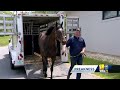 Vet details specialized treatment for equine athletes(WBAL) - 02:22 min - News - Video