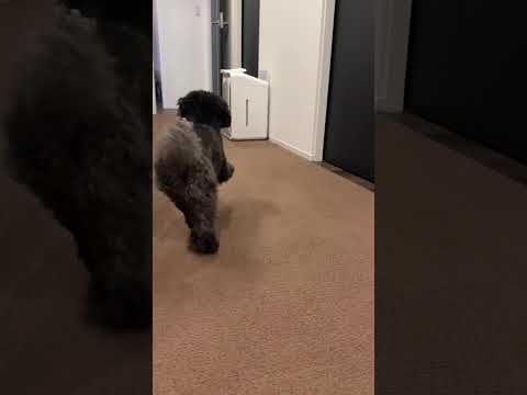 Sorry!! Dog🐶Part19 #shorts