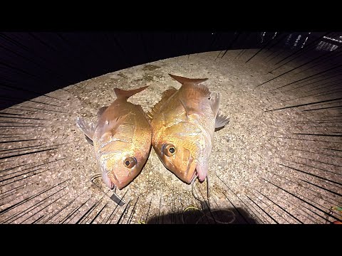 近場の波止で釣れる魚が最高すぎる。