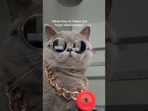 When they hit ‘follow’… but don’t react, watch or engage 🤷♀️ #catshorts #relatable #cat #funnycat