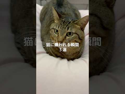 猫の動画サムネイル - 猫に嫌われる瞬間3選 #猫 #ねこ #猫のいる暮らし #ねこのいる生活 #保護猫 #猫動画 #猫好きさんと繋がりたい #猫のいる生活 #猫好き #猫との暮らし #ねこ動画 VOICEVOX:ずんだもん