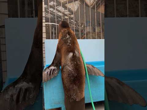猫の動画サムネイル - 【カリフォルニアアシカ】清掃を手伝ってくれるトワ【サンシャイン水族館】#shorts #水族館