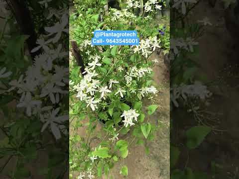 #plants #plantproducts #backyardgardening #gardening #garden