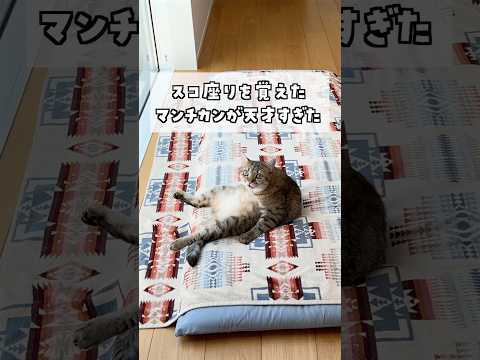 スコ座りを覚えたマンチカンが天才すぎた！ #ポムしま
