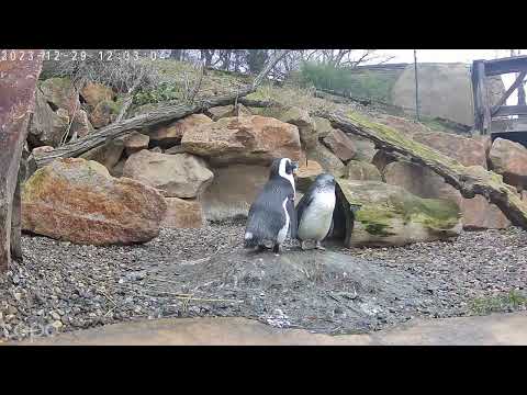 Mládě tučňáka Zoo Ústí nad Labem