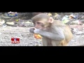 Jordar News: Monkeys menace in Nagarkurnool