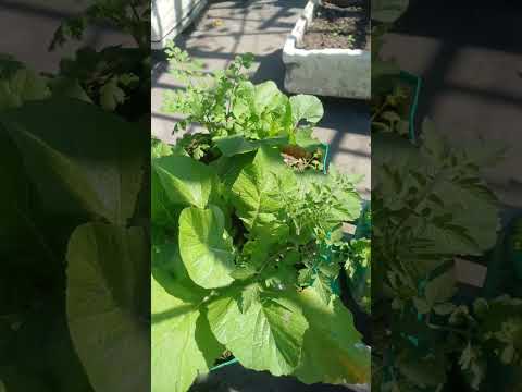 healthy plant 🪴 || #garden #terrace #trending #shorts #fyp #plants #vegetables