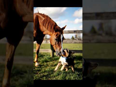Кінь грається з псом, дуже мило! #кінь #коні #тварини #animals #funnyanimals #пес #домашнітварини