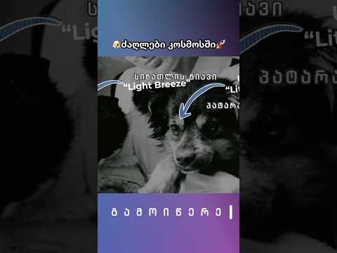 🐶ძაღლები კოსმოსში🚀