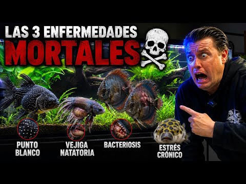 Enfermedades de peces v01