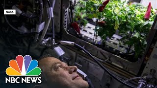 Researchers Are Working To Grow Fruits And Vegetables In Space