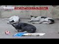 Street Dogs Hulchul At Nirmal | V6 News  - 05:30 min - News - Video