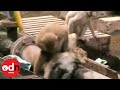 Monkey saves another electrocuted by power line