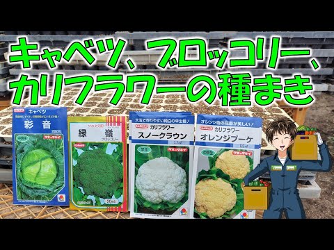 【アブラナ科野菜の種まき】キャベツ、今年はいくらまで高騰するだろうかww