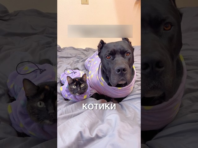 Котопёс 😂❤️ #истории #история #новости #новость #shorts