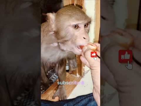 एक हाथ वाला बंदर आया घर! ❤️ अपने हाथ से खिलाया टमाटर 🍅 | Emotional Monkey Short Video #shortsfeed