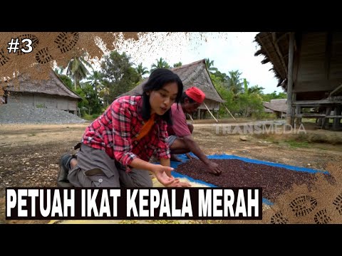 PETUAH IKAT KEPALA MERAH | JEJAK PETUALANG (19/11/24) Part 3