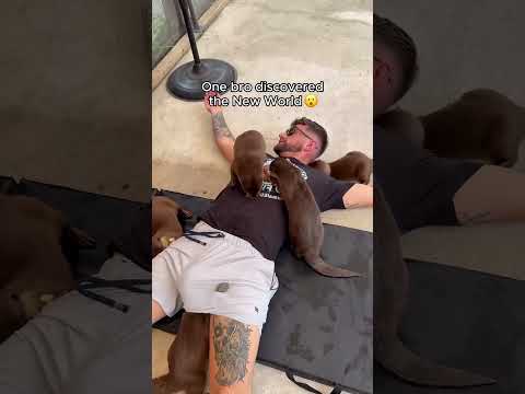 Cute otters can also be silly🥰🥰#otter #otters #funny #fyp #funnyanimal #funnyshorts