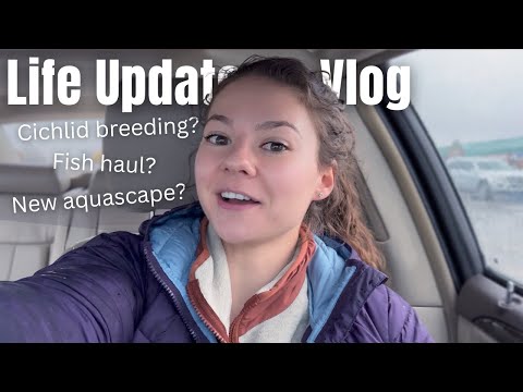 Life Update_ Ciclid Breeding? + Huge Fish Haul + N Life has been crazy!!! So many new things! Two of our convict cichlids had a bunch of babies. Let me