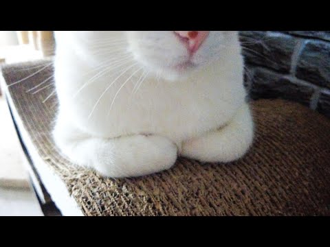 【フェチ】猫さんのコレ、分かる人いる？