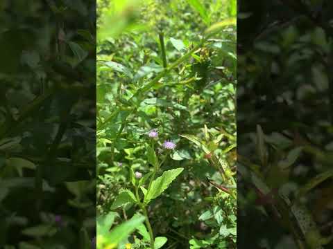 Grass with Grass flowers #flowers #beautiful #trendingshorts #youtubeshorts #shorts