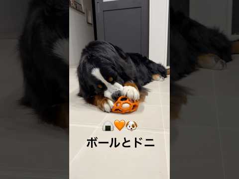 ボールとドニ🍙🧡🐶 #チラ見 #🍙とりたいのかな笑