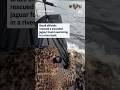 Brazil officials rescued a wounded jaguar found swimming in a river bank