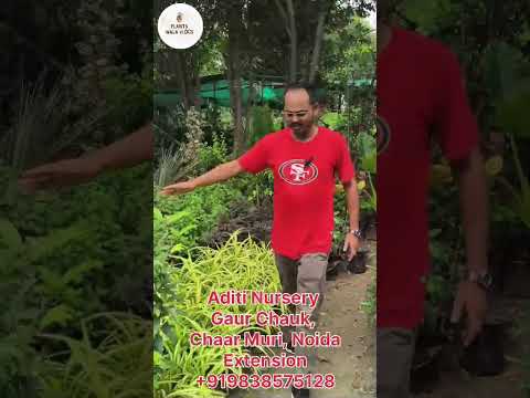 All Plants Available #plantproducts #gardenplants #garden #gardenflowers #flowers