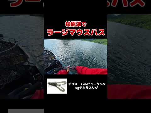 桧原湖でラージしか釣れない男！