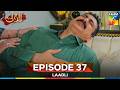 Laadli Episode 37 - 31 August 25 [Bilal Qureshi & Vaneeza & Asad Malik & Sukaina Khan] - HUM TV
