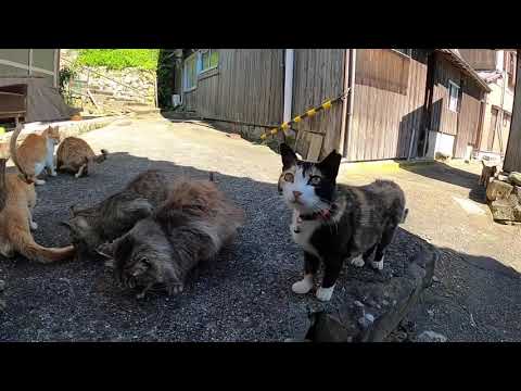 感動猫動画 のライブ配信 まとめちゅーぶ