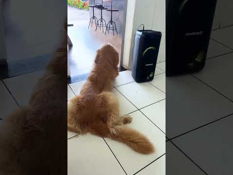 What did you know about golden retrievers #funny #doglove #animals #pets #puppy #rescue