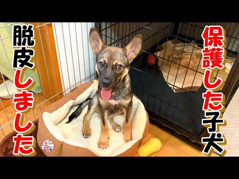 【保護犬　子犬】野犬の子犬のピン固定がようやく取れました！＋おまけコーナー