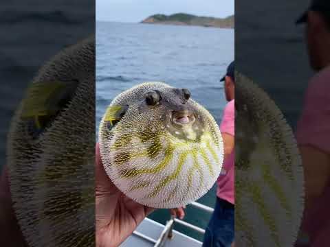 Cá nóc là cá gì