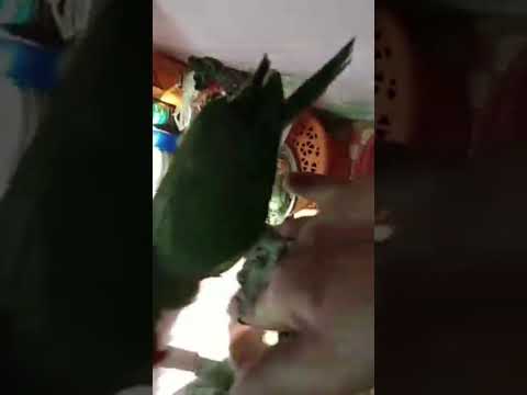 #parrot #baby #mannurabbit #viral