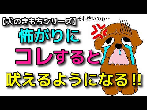 【犬 無駄吠え しつけ】コレやりがち！怖がりにすると吠えるようになります！犬のしつけエマチャンネル【犬のしつけ＠横浜】