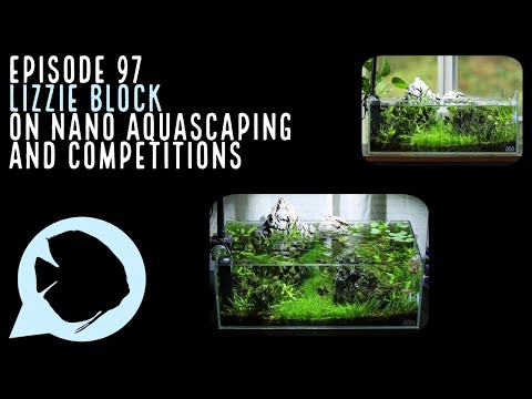 Ep 97 Lizzie Block on Nano Aquascaping and Competi Find Lizzie's favorite Aquarium Co-Op items here_
https_//www.aquariumcoop.com/


Lizzie's Nano Tank