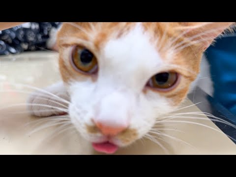 子猫の嘔吐異常を緊急対応：癒しの毎日と健康管理のポイント サムネイル