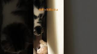 テレビ裏のにゃんこたち