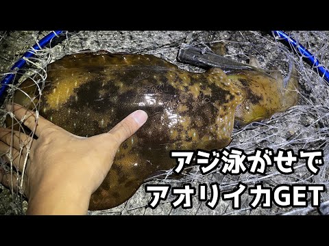 アジ泳がせでアオリイカGET