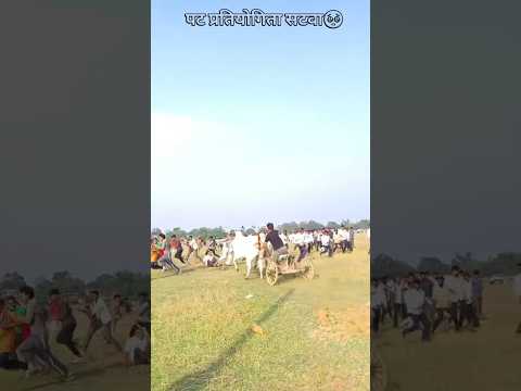 पट प्रतियोगिता सटवा. दो लोग जख्मि..#bailgada #cow #shorts