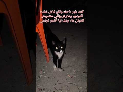 معندوش الخيال شنو هدا #explorepage #foryoureels #funnyshorts #memes #trending #trend #usa #fypシ゚