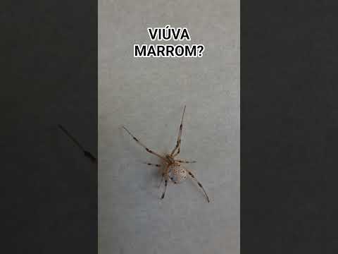 Viúva Marrom🕷? #brown #widow #spider #arachnid