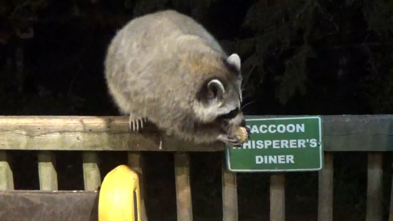 Monday large crowd at the Raccoon Diner